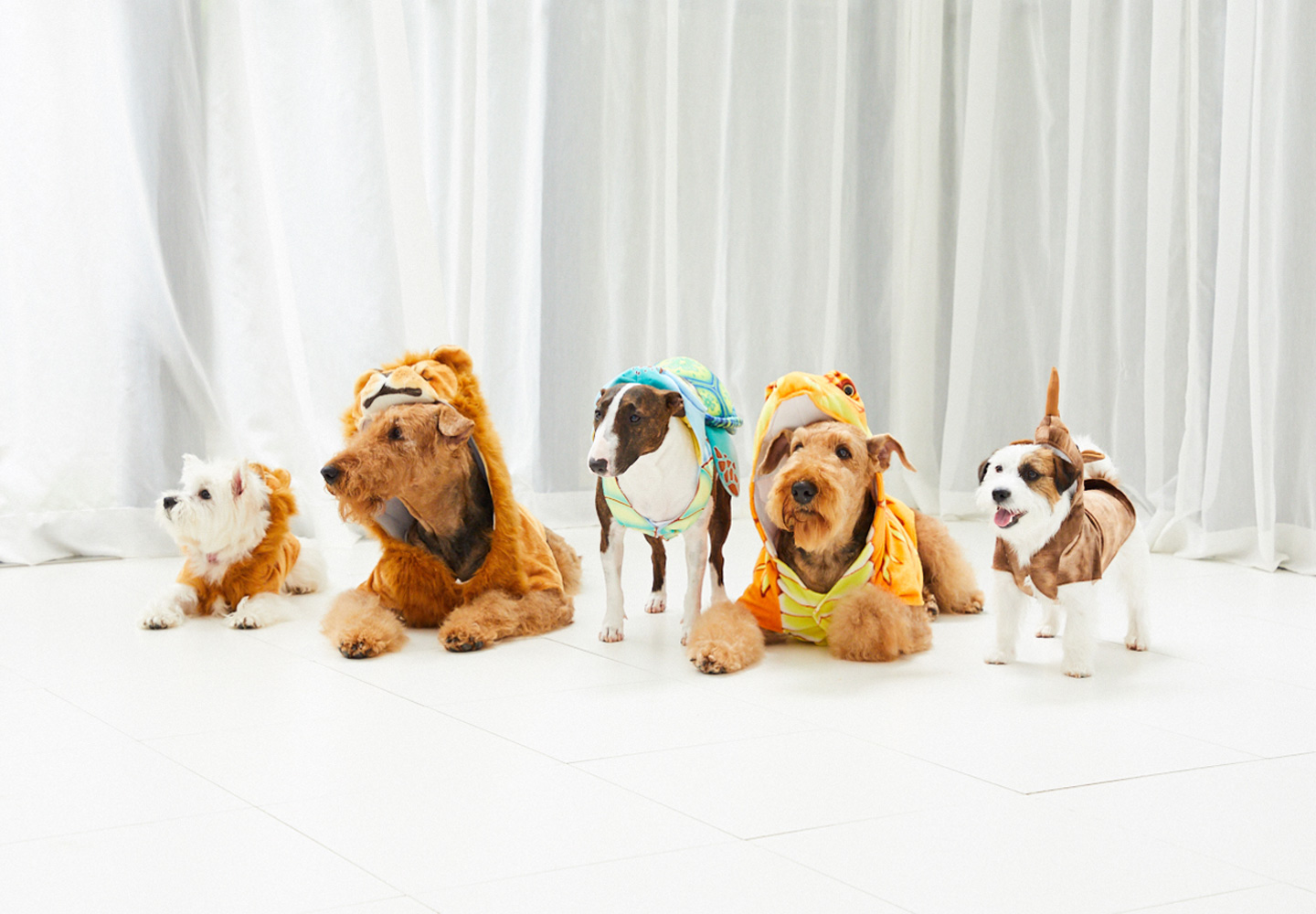 Doggy Wannabe