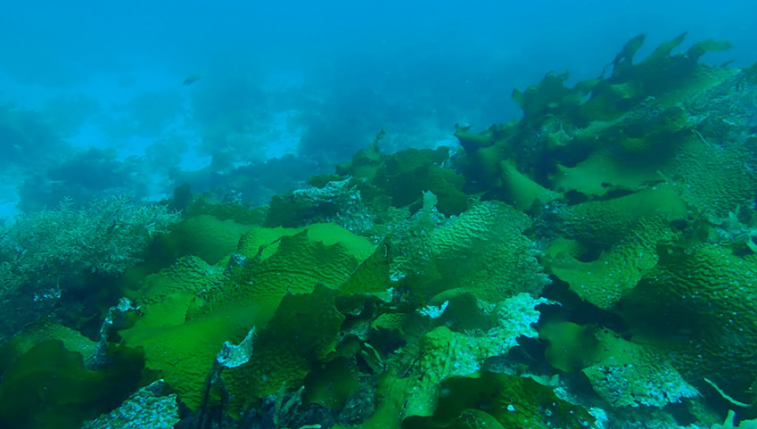 島根県西ノ島の褐藻ツルアラメに抗アレルギー作用