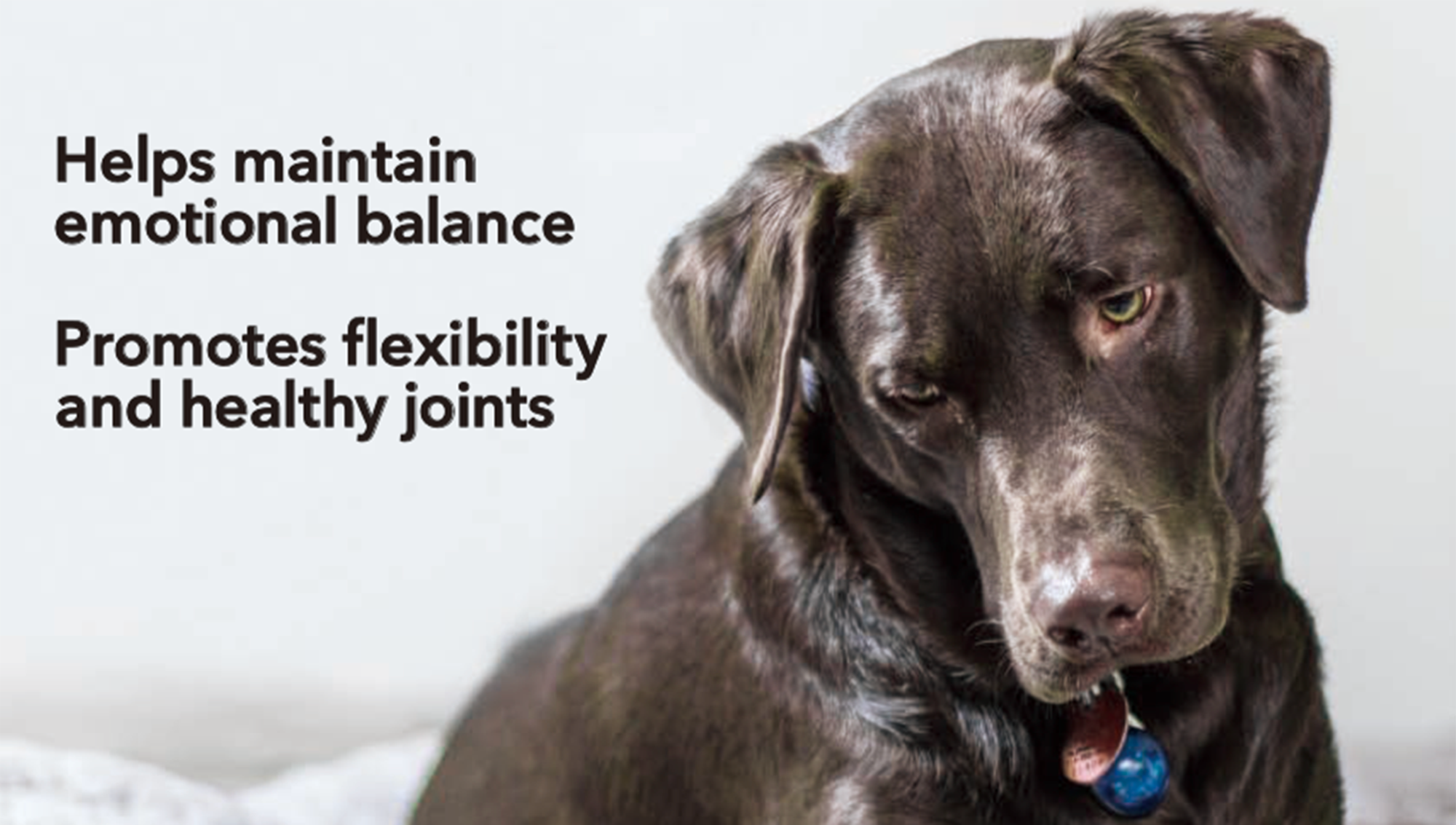 ペット用CBDとは？安心できる製品を選ぶポイントもご紹介！